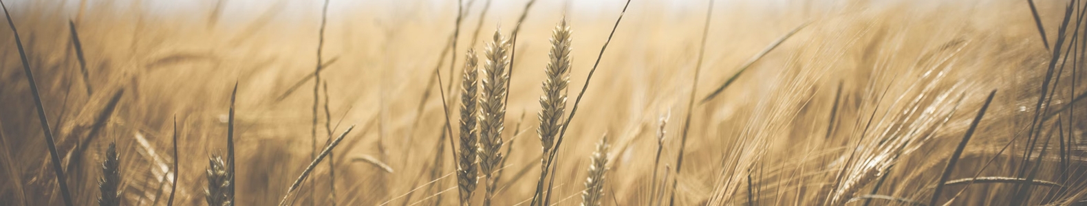 About Us field landscape