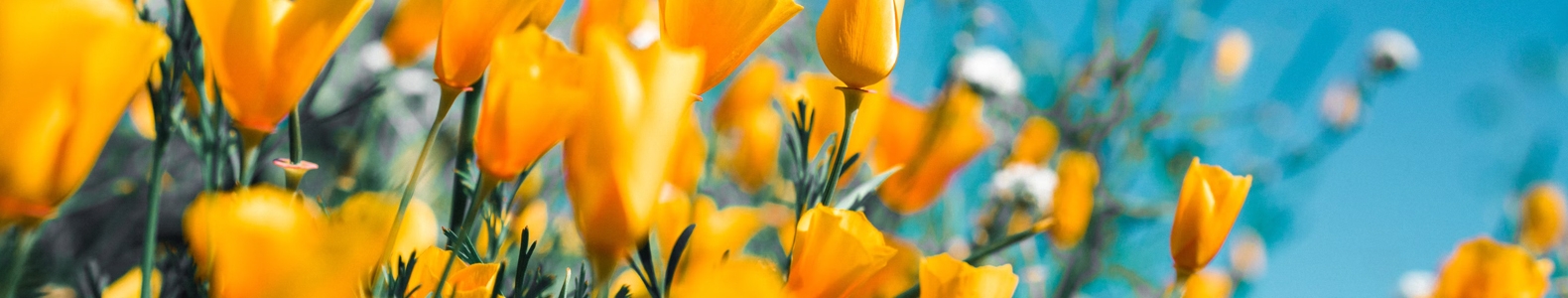 Testimonials Flowers